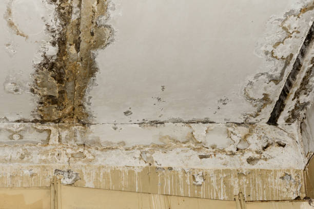 Best Residential Mold Inspection & Testing  in Newkirk, OK